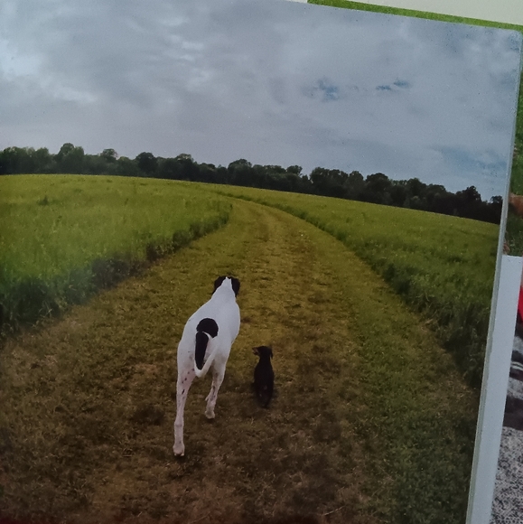 Big Dog, Little Dog Book - Picture 7 of 10